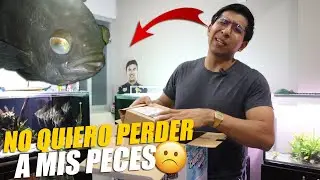 Todos Mis Peces Tienen El Ojo Blanco