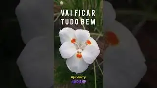 #shorts Vai ficar tudo bem  - Juh Champ