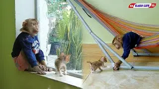 Smart Little KAKO Playing On Hammock With Kitten Puy Puy