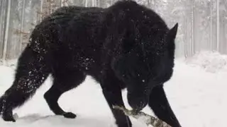 bakarwal dogs bakarwali kutta #firstshortvideo#shortvideo #shorts #dogshorts #dog