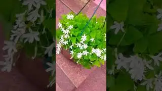 Green💚.. Butterfly🦋... Plant.. 🪄❤✨#kaavaalaa #shorts #viral #plant
