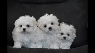 Nemo, Toby and Minnie