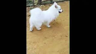 Slowmo #shorts #germanspitz #germanspitzlucky