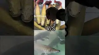 Arapaima VS Alligator Gar Comparison 😨 ഏതാണ് Real Monster ? | Deadliest Battle #viral #arapaimafish