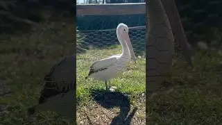 Most beautiful Bird #animals #pelicans #beautiful #wildlifeexperience #taubatauba