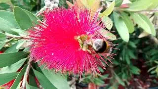 Callistemon citrinus (Crimson bottlebrush)