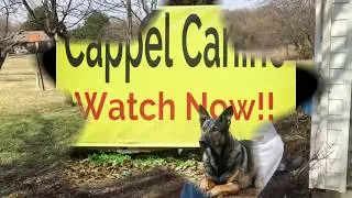 Can your dog do this? A Western Shepherd Can!!!