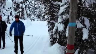 Krokskogen