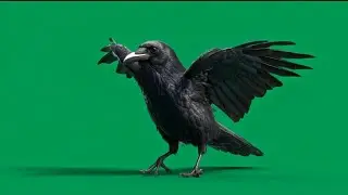 Realistic Crow Green Screen Video | Flying & Standing Crow 4K VFX Asset