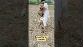 first game / pakistanibully dogs | #animals #bullybreed #dogshorts #pakistanibullykutta #pets