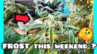 ПРЕДУПРЕЖДЕНИЕ О ЗАМОРОЗКАХ НА ЭТИ ВЫХОДНЫЕ! 🥶 Нужна срочная подготовка тропических растений? 🤔🌴
