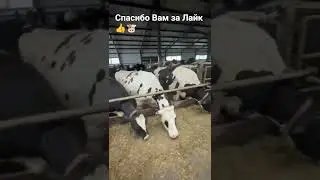 Срочно!!! Комолые Нетели Голштино Фризская 64 гол. Веса: 500+-,Все в описании +79173487772