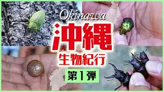 沖縄生物紀行　第一弾