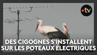 Des cigognes sur les poteaux &eacute;lectriques ? Les solutions pour &eacute;viter les courts-circuits