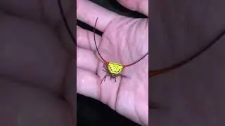 Meeting the bull&rsquo;s horned spider &nbsp;🕷️ &ldquo;The bull&rsquo;s horned spider or demon horned. #nature #shorts