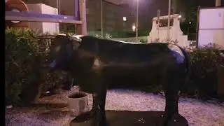 Torrevieja- Nautilus 2017