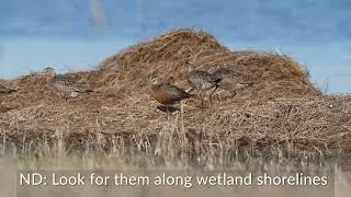 Hudsonian godwits 2024