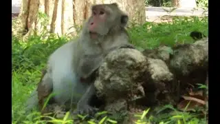 Monkey Janna -Jane Family Monkey  in Amber Group,March30,2022/U-Share Mk371