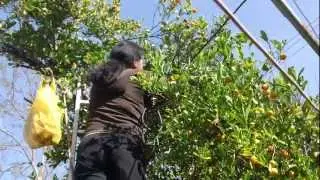 My Backyard Citrus Trees