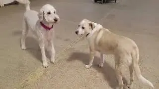 Playtime at Dogs On The Farm & Cats Too!