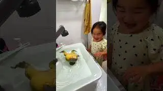 #frog#pet#horned frog#animal#funny#funny animal videos#animals eating