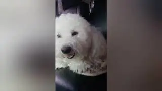 SHORT TRIP! 😘🐶 | Yaaaay! 😍