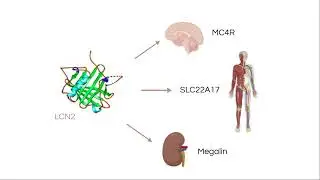the role of lipocalin 2 on appetite in cancer cachexia