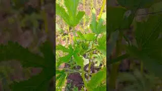 watch this bug in leddyfinger tree #bug #tree #viral #trending #trendingshorts #tseries  #flute