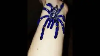 Poecilotheria metallica   was discovered in 1899, but despite the fact that this species was describ