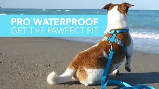 How to Get the Pawfect Fit: Pro Waterproof Harness