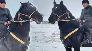 Кара Хан улагы 💯 Чеч Дободо