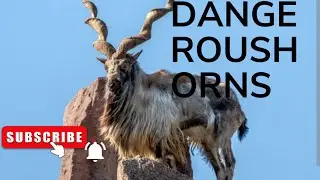 Markhor Attack & Horn Power  The Real Mountain Beast