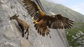 Вы ДОЛЖНЫ Это Увидеть!  Вот На Что Способны Горные Козлы!