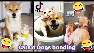 Can Cats and Dogs be Friends? | Try Not to Laugh Challenge 2 | Douyin Compilation
