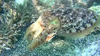 Snorkeling at the northern slope of Kri island reef Raja Ampat
