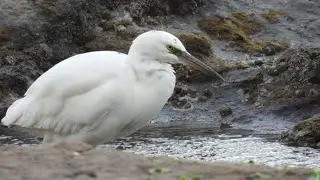 【クロサギ（🤍）、夕暮れと岩場】A White-phase Pacific Reef Heron at Dusk and on the Rocks