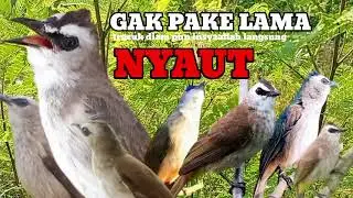 Trucuk BETINA memanggil Jantan Suara Birahi Ngecuplik 100% pancingan trucukan gacor agar BUNYI EMOSI