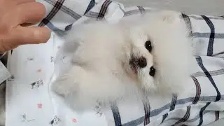 퐁들레 홀씨를 빗어보자!