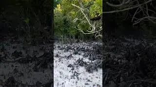 Plus Ultra Zanzibar's Kae Funk Beach Exploration