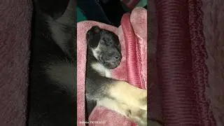 #little Simba#deep sleeping#dog #doglovers #dogs#doglife