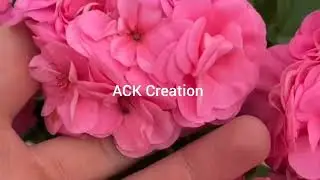 Beauty of nature #rose#tulip#spring#flower#garden#viral video #video#beautiful flowers #nature#