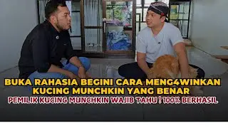TIPS CARA MUDAH KUCING MUNCHKIN KAWIN. Seluk beluk perkawinan munchkin dan permasalahan didalamnya