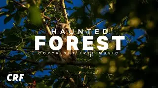 Hunted Forest Copyright Free Music | Hunting No Copyright Background Music | Nature Relaxing Sound