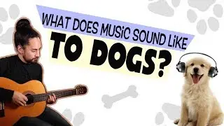 What Does Music Sound Like To Dogs?