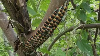 CUETLAS 🐛 - Búsqueda y Recolección 
