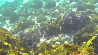 Elizabeth Beach, Pacific Palms area, Snorkelling at Shelly Beach, NSW the lakes way