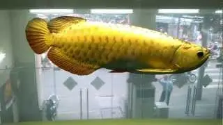 Xback golden head !