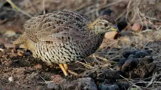 Interesting facts about coqui francolin by weird square