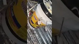 Guy Catches Horse Fly And Feeds It To Spider #funny #comedy #genius #nature