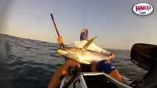 Yellowfin Tuna caught on a Halco 120DD